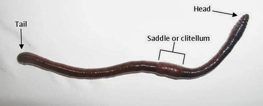 [Worm_thumb2.jpg]