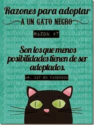 pq tener un gato negro cosasdivertidas (12) imagenes divertidas de gatos