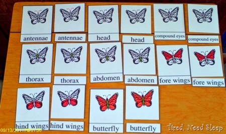 Parts of a butterfly 3-part cards