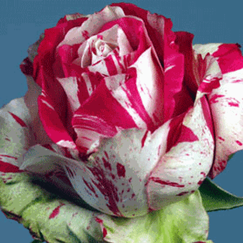 [Ro%2520Soutine%255B4%255D.gif]