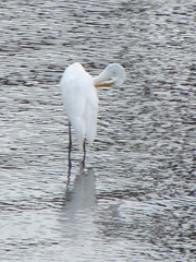 Plymouth Mayflower 8.13 2 harbor snowy egret1