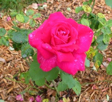 [Rosa%2520France%2520Inter%255B3%255D.jpg]