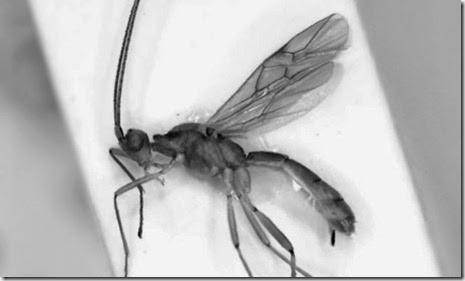 aleiodes-gaga-wasp-010 aleiodes-gaga-wasp-010