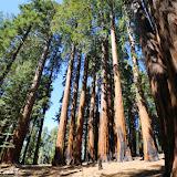 Redwood Canyon - Sequoia e Kings Canyon NP, California. EUA
