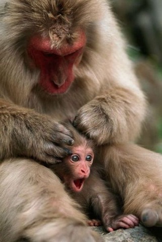 [funny-animals-haha-17%255B2%255D.jpg]