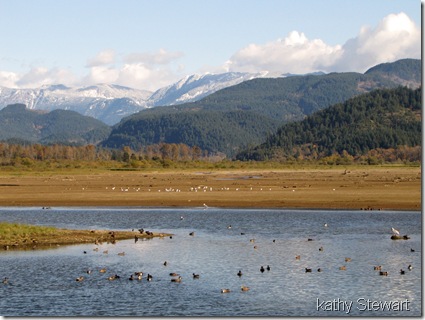 Collection of ducks and gulls