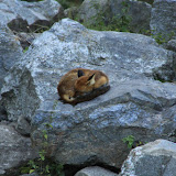 Ein Fuchs. Stockholm - 3 Tag 347.jpg