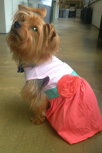 This is Coco Chanel, the dog of Rachel Stewart, Marketing Production Manager. Coco is sporting the Color Block Dress. This is Coco Chanel, the dog of Rachel Stewart, Marketing Production Manager. Coco is sporting the Color Block Dress.