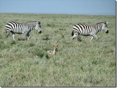Black backed jackal with zebra