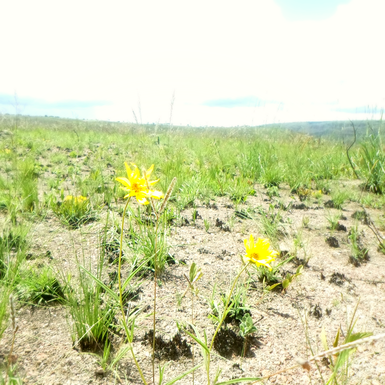 flores flores