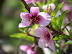 Mt Vernon in Spring