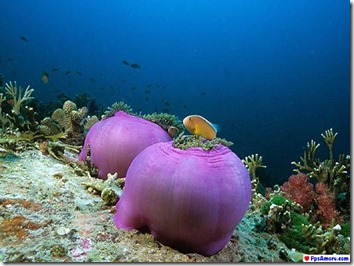 australia corales (4)