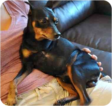 Harold- Sugar Mutts Rescue- Brooklyn, New York. Sadly, this little snuggle bug ended up at a city shelter when his human passed away. He has 3 legs and gets around just fine! (See the end of the post for Harold's adoption info.)