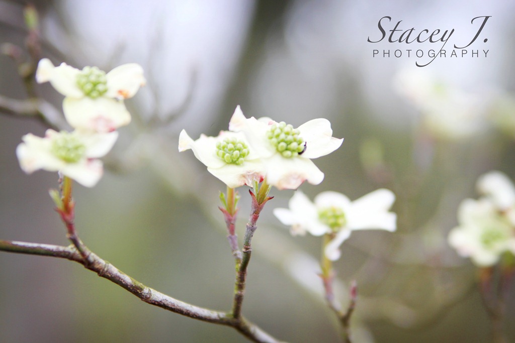 [Dogwood%2520003%255B4%255D.jpg]