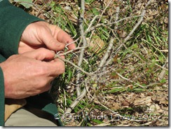 weaving hawthorne crown