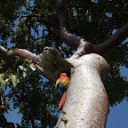 Guacamaya del zool&oacute;gico de Isla Palma