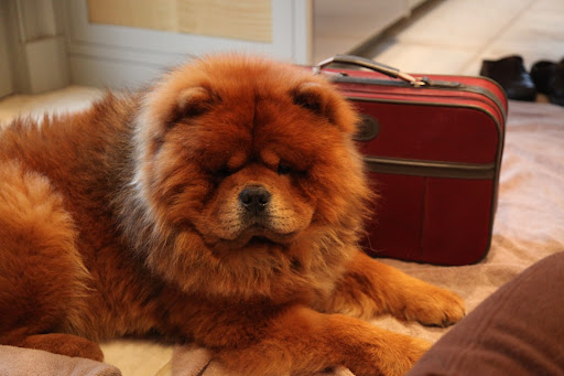 Thank you so much, girls, for packing my suitcase!  I really appreciate it, as I have so much on my mind!  After all, this is my very first dog show and under this cool and calm exterior, I'm feeling a little nervous!