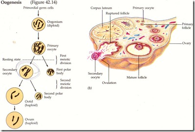 oogenesis_1 oogenesis_1