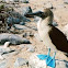 Blue-footed booby