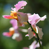 Orchid At The Garden of the Sleeping Giant - Port Denarau, Fiji