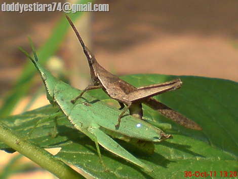 Perkawinan belalang Atractomorpha crenulata dengan warna yang berbeda_2