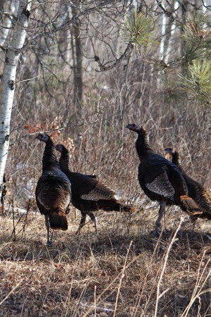 Wild Turkeys