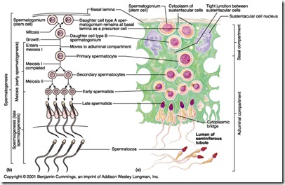 spermatogenesis spermatogenesis