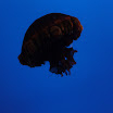 day at monterey 039.JPG
