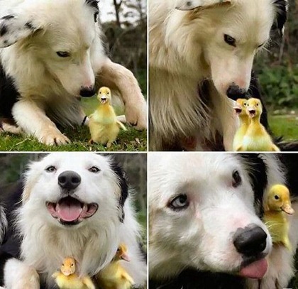 funny-animals-part317-23