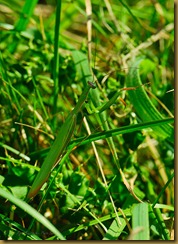 untitled Praying Mantis -MSB_1449 September 10, 2011 NIKON D300S