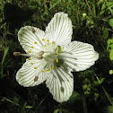 Grass of Parnassis