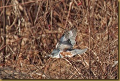 - Kingfisher flight ROT_1962 January 02, 2012 NIKON D3S