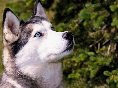 Huskey-Siberiano.jpg