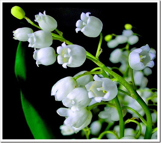 barb-s-lily-of-the-valley