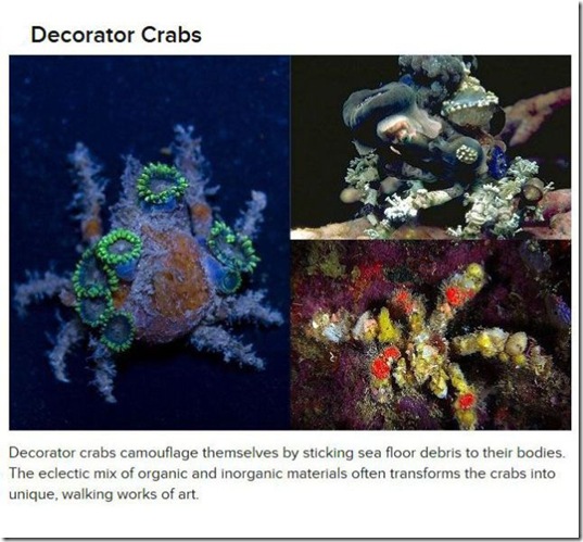 animals-create-things-4
