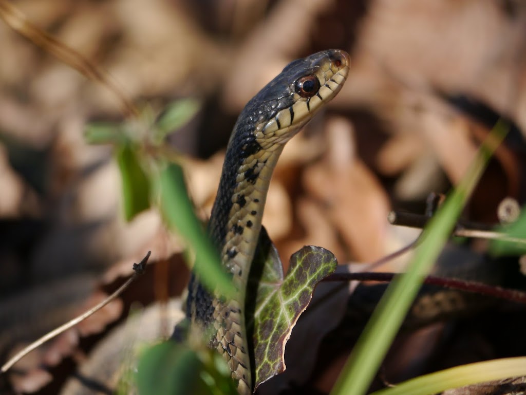 Common Garter Snake (Reptiles of Alabama) · iNaturalist