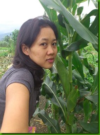 Jagung pematang tahalo Jagung pematang tahalo