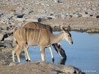 Etosha Nationalpark