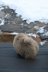 The outdoors is covered again with that fluffy white stuff called snow.