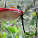 Long-tailed Sylph
