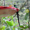 Long-tailed Sylph