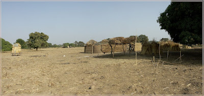 La concession, son grenier, son stockage et le manguier à droite. Burkina Faso