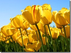 Tulips Tulips