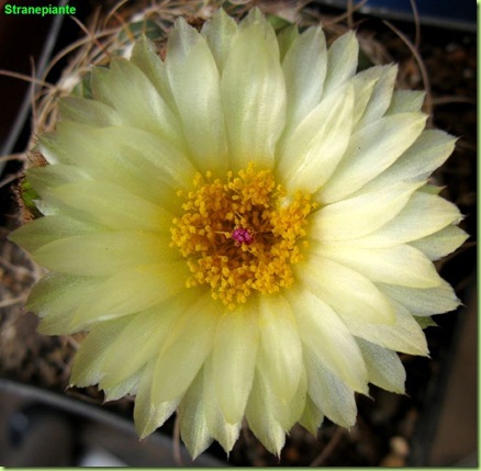 Parodia werneri Sin Notocactus ubelmannianus flower