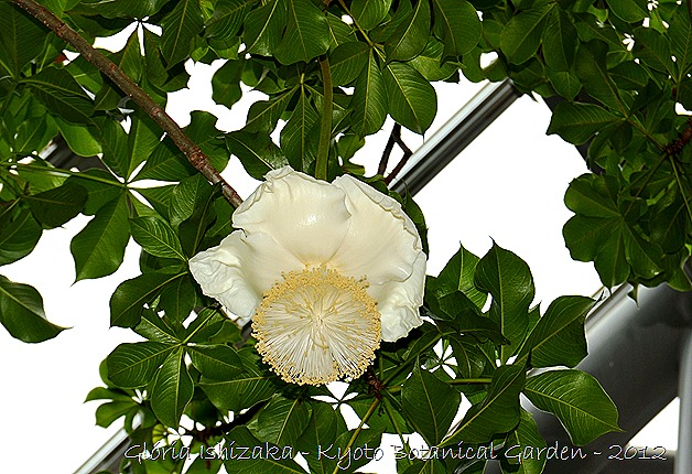Glória Ishizaka -   Kyoto Botanical Garden 2012 - Plantas do deserto - Andansonia digitata