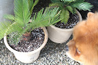 These plants are called cycads and they are very ancient.  In fact, during the Jurassic Period, cycads were found in many parts of the world.  The Jurassic is often called the 