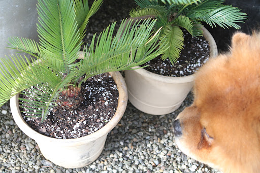 These plants are called cycads and they are very ancient.  In fact, during the Jurassic Period, cycads were found in many parts of the world.  The Jurassic is often called the 