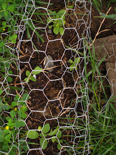 It aint pretty, but seedlings in the yard proper are fragile and have to be protected. Once the plants are of a certain size our dogs tend to ignore them
