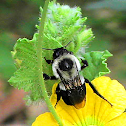Bee - Bumble Bee
