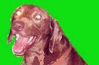 CHOCOLATE macho, adulto, labrador
Llegó al Hospital con 2 balazos impactados en hombro y pata delantera. Después de rehabilitarlo fue dado en adopción pero lo regresaron al albergue, debido a que tiene síntomas de ansiedad por separación causada por el accidente que sufrió. Necesita compañía todo el tiempo, no puede estar solo.  Convive de preferencia con personas adultas, es miedoso pero muy cariñoso una vez que se gana su confianza.